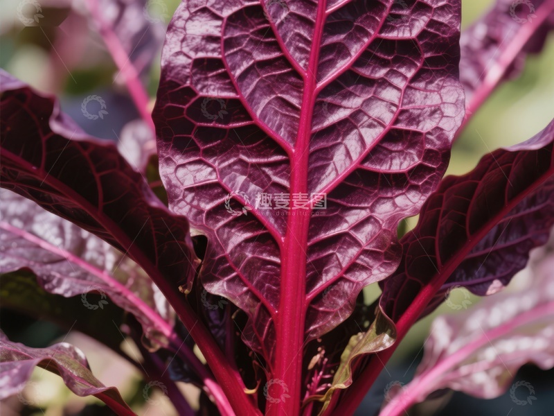 高清大图下载【趣麦麦图】深紫色叶片的特写