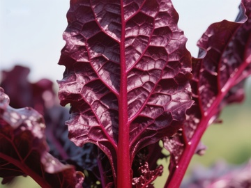 深红色羽衣甘蓝叶特写