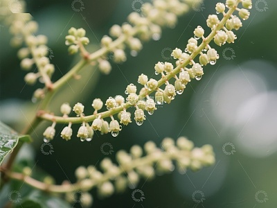 雨后枝头的嫩绿花蕾