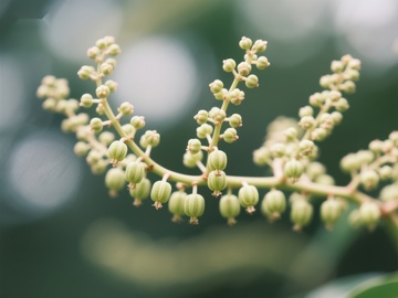 嫩绿果实枝头绽放