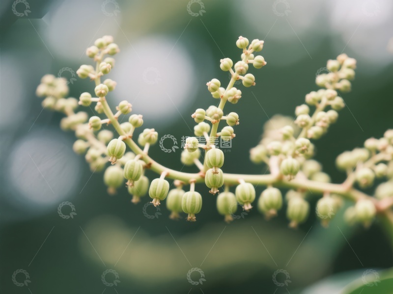 高清大图下载【趣麦麦图】嫩绿果实枝头绽放