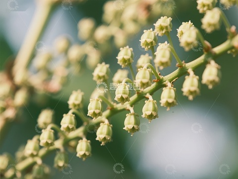 嫩绿花蕾簇生枝头