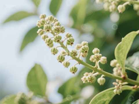 绿植花蕾特写，自然生机盎然