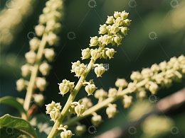 绿植花序特写