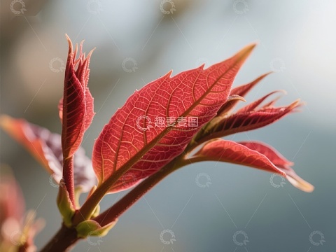 新生红叶的自然之美
