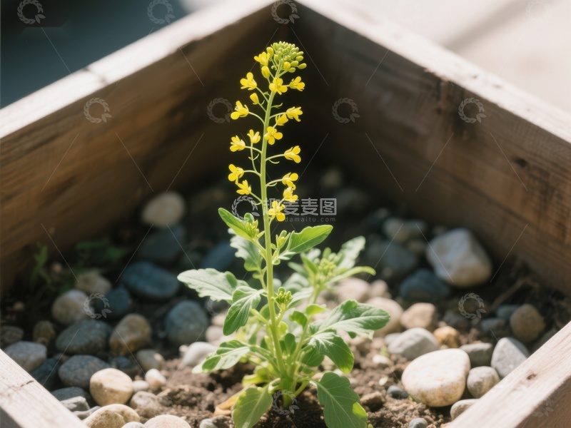 高清大图下载【趣麦麦图】木箱中的黄色小花