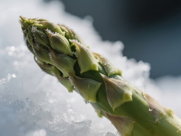 雪中嫩绿芦笋特写