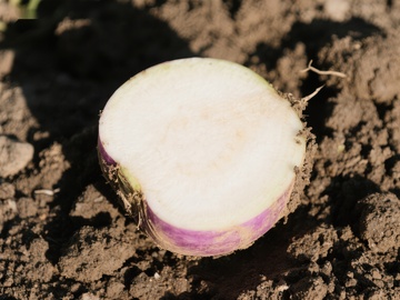 新鲜出土的紫色白萝卜