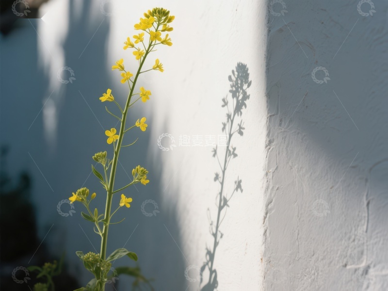 高清大图下载【趣麦麦图】墙边的黄色花朵与影子