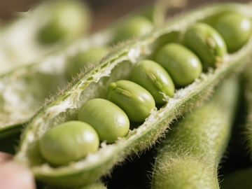 新鲜毛豆荚特写