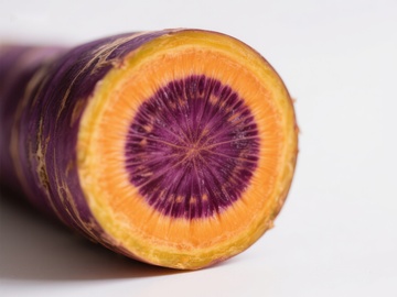 紫色核心的胡萝卜横切面