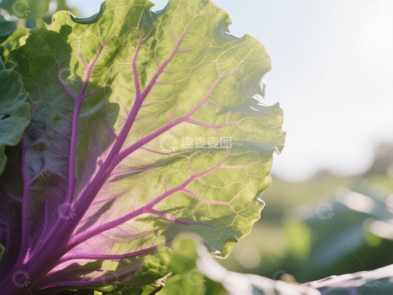 高清大图下载【趣麦麦图】紫脉绿叶在阳光下的自然特写
