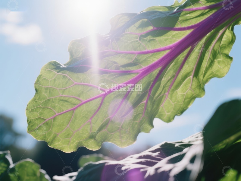高清大图下载【趣麦麦图】阳光下的紫色叶脉蔬菜