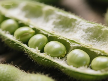 新鲜大豆荚特写