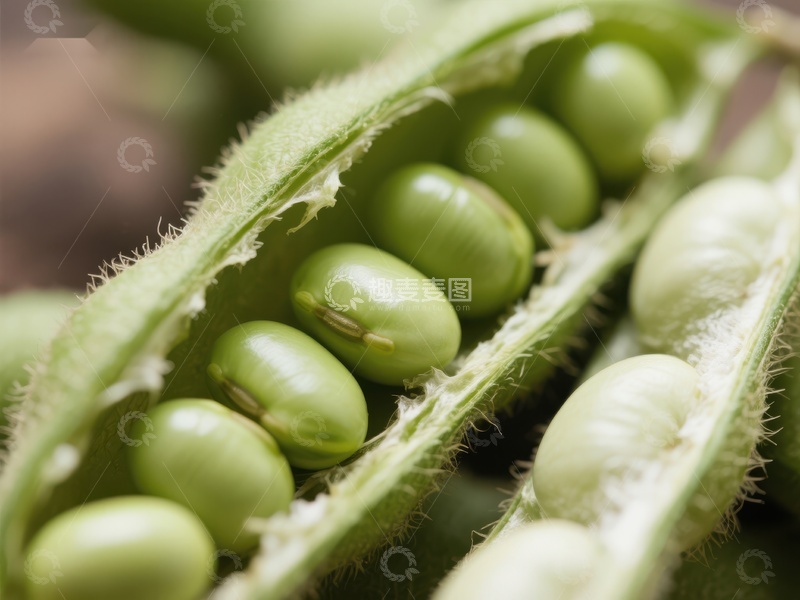 高清大图下载【趣麦麦图】新鲜豆荚中的绿色豌豆