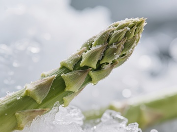冰霜覆盖的芦笋特写
