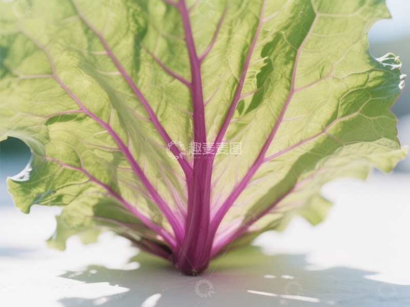 高清大图下载【趣麦麦图】-紫茎绿叶蔬菜特写