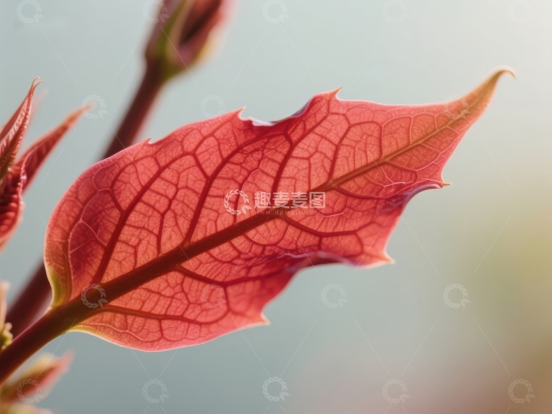 高清大图下载【趣麦麦图】新生红叶的细腻脉络