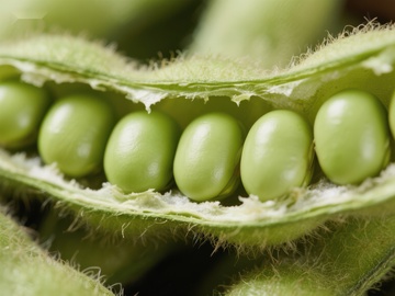 新鲜豌豆荚特写