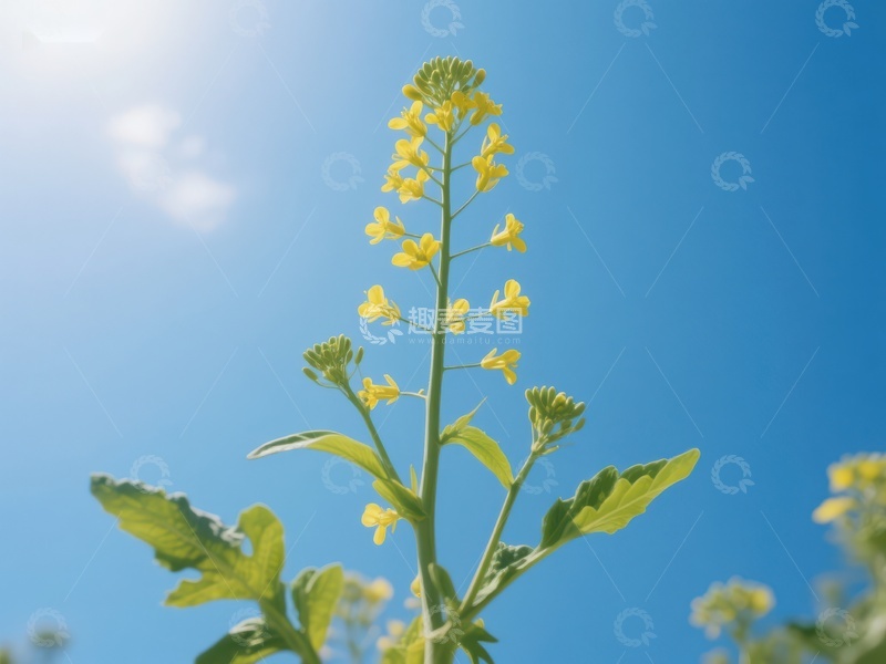 高清大图下载【趣麦麦图】蓝天下的黄色油菜花