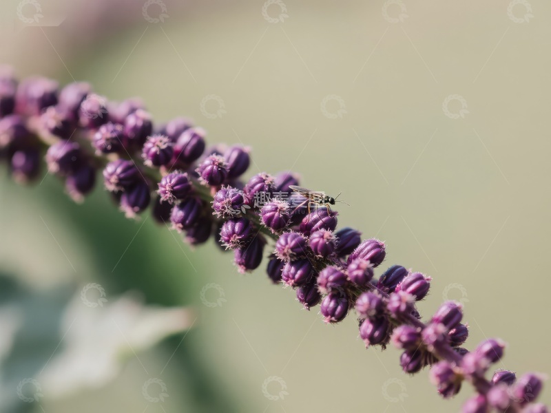 紫色花穗上的小昆虫