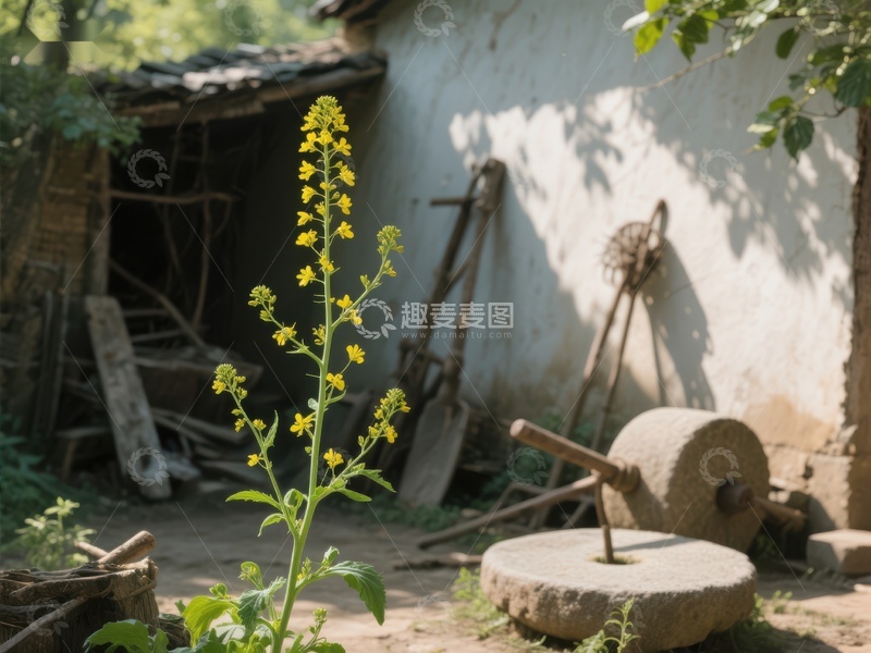高清大图下载【趣麦麦图】乡村院落中的黄色野花