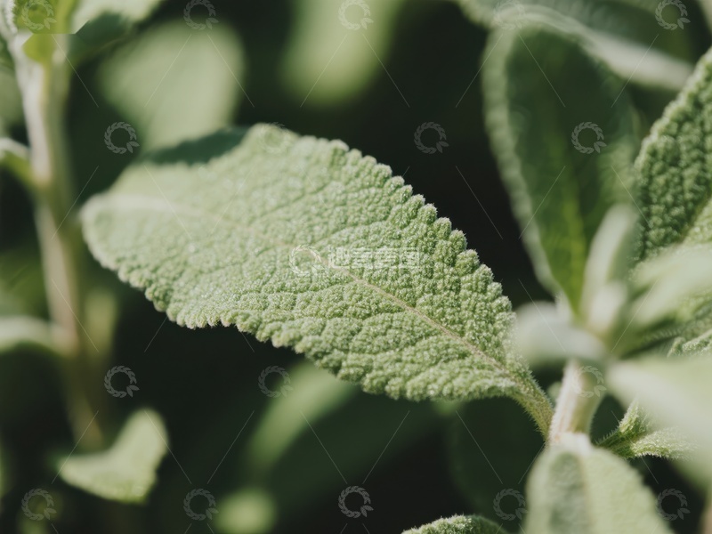 高清大图下载【趣麦麦图】绿色植物叶片特写