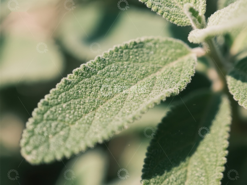 高清大图下载【趣麦麦图】绿叶植物的特写镜头