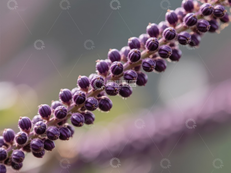 高清大图下载【趣麦麦图】紫色果实串的特写