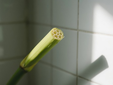 切开的竹茎特写