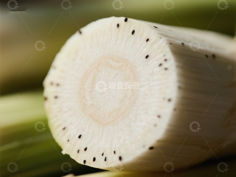 高清大图下载【趣麦麦图】新鲜切面的植物茎部特写