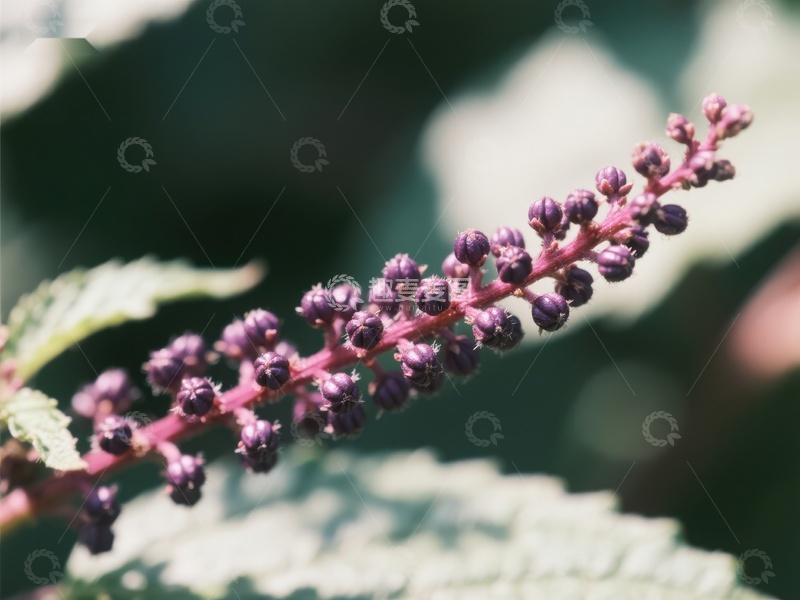 紫色花穗的特写