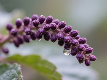 紫色花蕾的特写