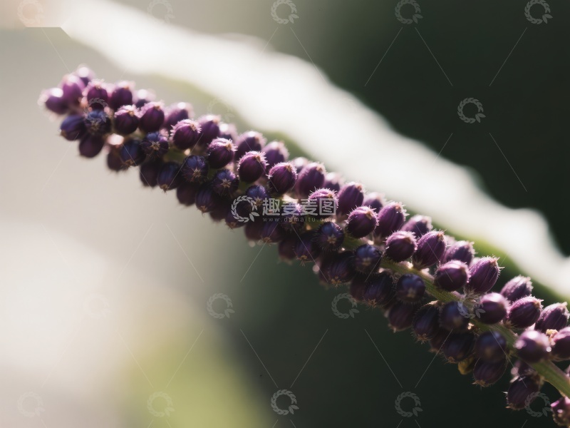 紫色花穗的特写镜头