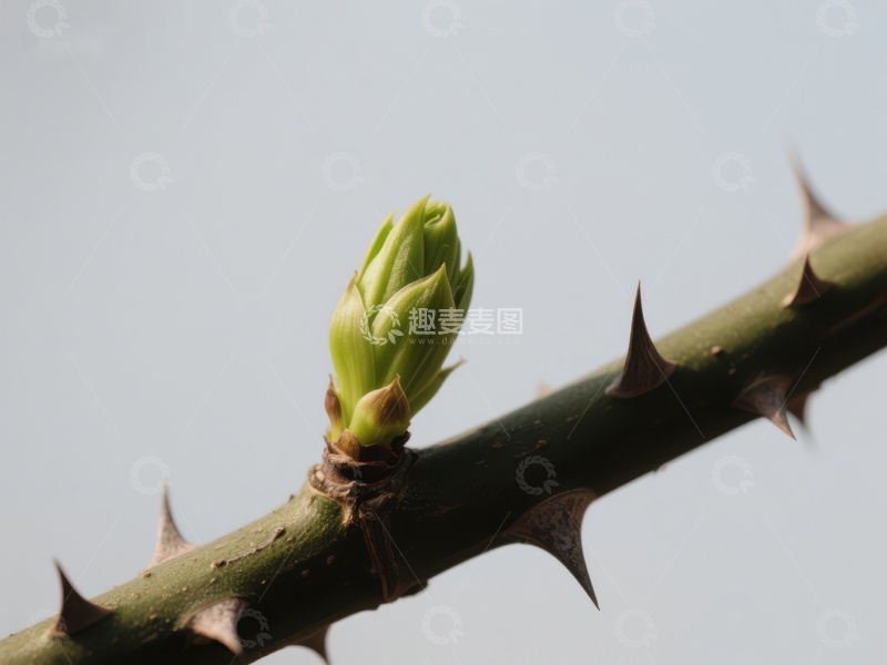 高清大图下载【趣麦麦图】带刺枝条上的嫩芽