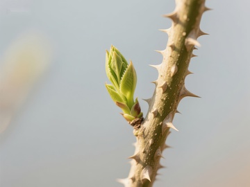 新芽初绽的带刺枝条