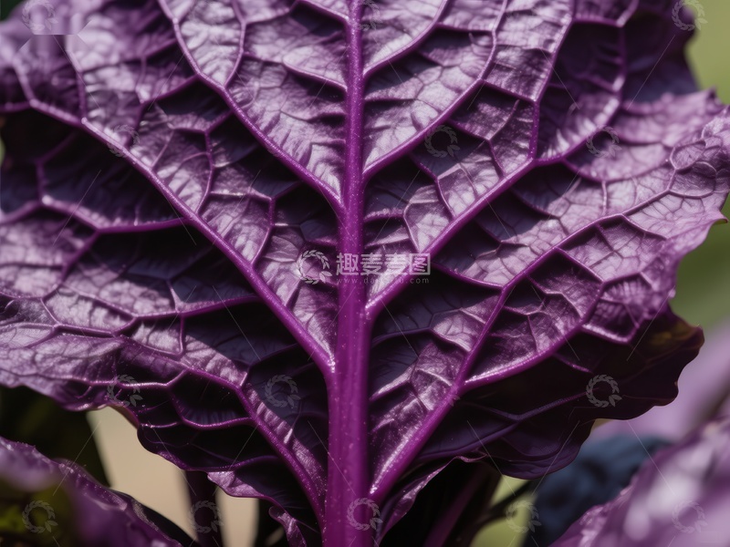 高清大图下载【趣麦麦图】紫色叶片的纹理细节