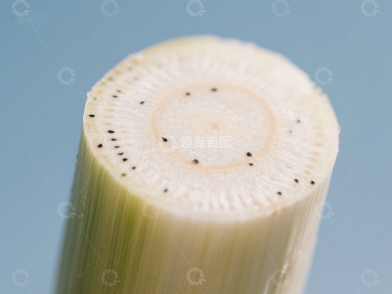 高清大图下载【趣麦麦图】新鲜切面的植物茎部特写