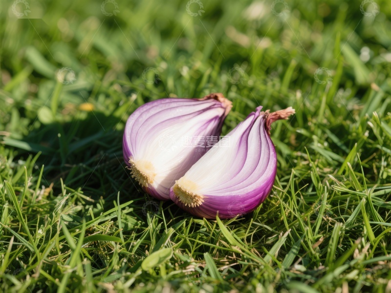 高清大图下载【趣麦麦图】-切开的红洋葱置于绿草之上