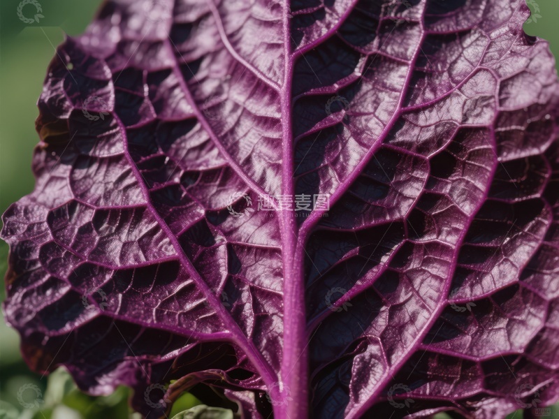 深紫色叶子的纹理特写