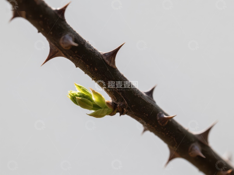 高清大图下载【趣麦麦图】带刺枝条上的嫩芽