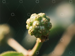 绿色浆果特写，自然生长状态