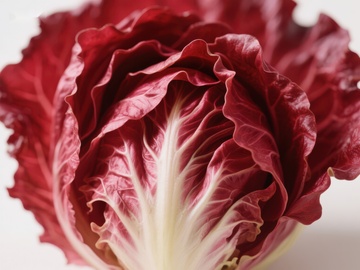 红色菊苣的特写