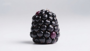 新鲜黑莓特写