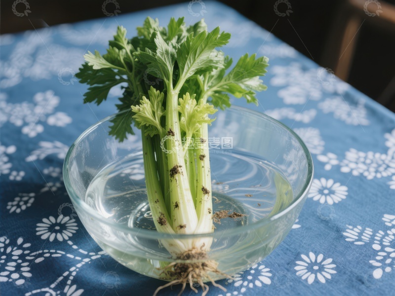 水培芹菜在透明碗中
