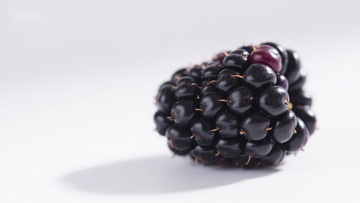 新鲜黑莓特写