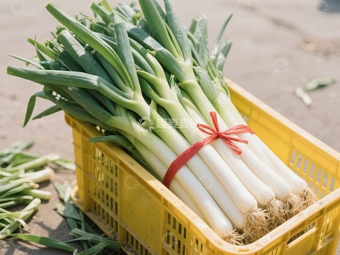 新鲜大葱捆扎在黄色塑料筐中