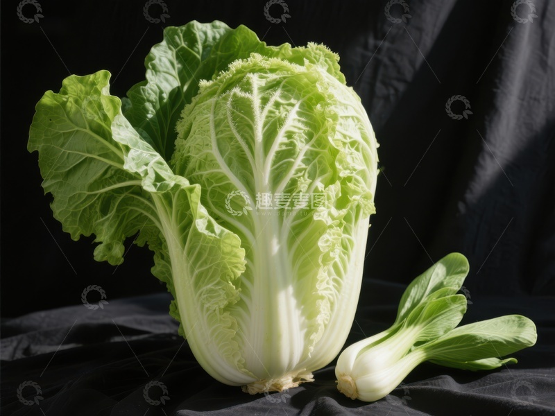 高清大图下载【趣麦麦图】新鲜白菜与小油菜的对比展示