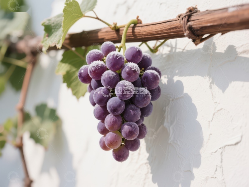 高清大图下载【趣麦麦图】阳光下的葡萄串