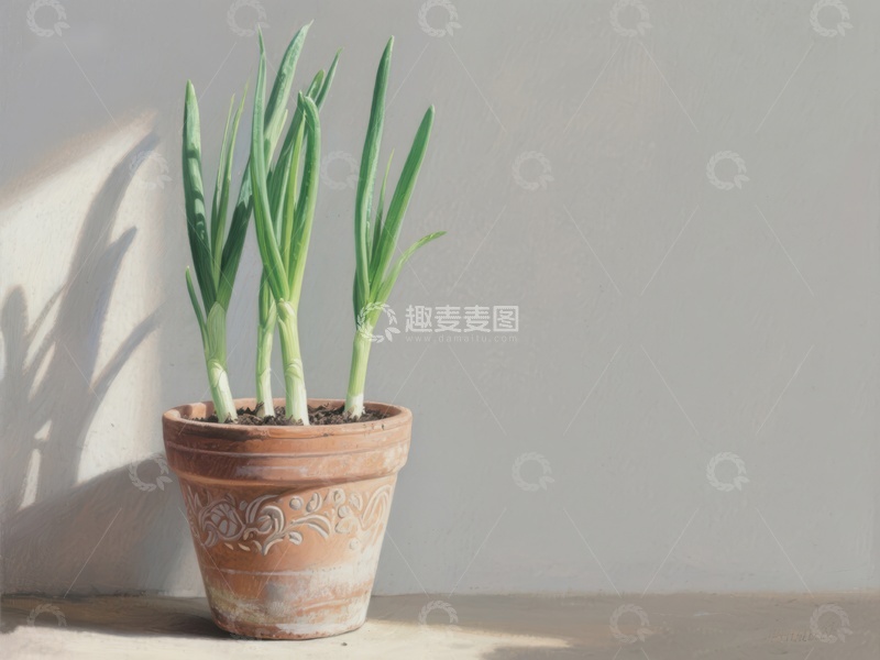 高清大图下载【趣麦麦图】盆栽绿植在阳光下的静谧景象